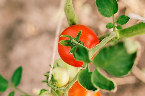 Insira o tomate na sua dieta